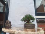 Den bonsai (Pinus) - Hoogte (boom): 10 cm - Diepte (boom):