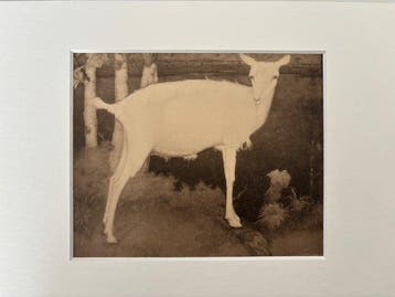 Jan Mankes (1889-1920), after - Jonge geit
