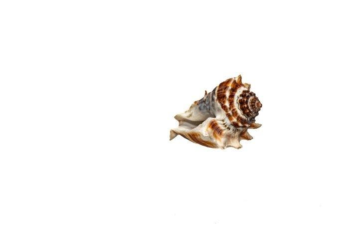 Kroonconch Skelet - Melongena corona - 0 mm - 0 mm - 74 mm-, Antiek en Kunst, Curiosa en Brocante