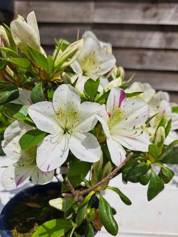 ‘Kaminoyamakirin’ Satsuki Azalea bonsai - Hoogte (boom): 20