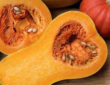 Butternut Pancho F1 Hoge productie flespompoen 50 zaden, Nieuw