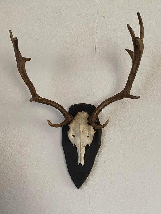 Hert Schedel met gewei - Dama Dama - 60 cm - 50 cm - 30 cm-, Verzamelen, Dierenverzamelingen