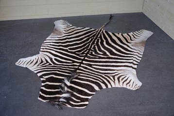 Plains Zebra Skin with Head Gewei - Equus quagga - 250 cm -, Nieuw