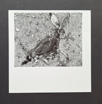 Frédérick Sommer - Jack Rabbit, 1939