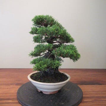Junperus sinensis - Hoogte (boom): 27 cm - Diepte (boom): 23