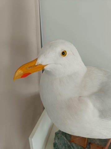 haringmeeuw Taxidermie volledige montage - Larus argentatus, Verzamelen, Nieuw