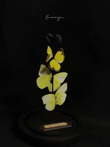 Papillon Support de corps entier pour taxidermie -, Nieuw