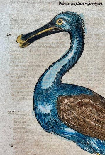 Conrad Gesner - Vogelbuch - 1617