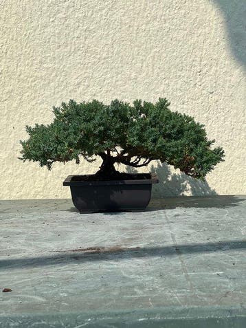 Jeneverbes bonsai (Juniperus) - Hoogte (boom): 18 cm -