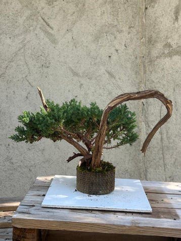 Jeneverbes bonsai (Juniperus) - Hoogte (boom): 18 cm -