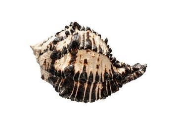 Escargot Murex Ramos noir | Chicoreus ramosus Noir - Qualité, Antiek en Kunst