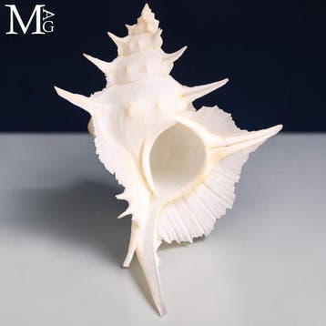 Zeldzame Diepwater Murex Alabaster - 153 mm !!! Zeeschelp -, Nieuw