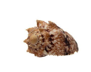 RARITÉ : Cymbiola chrysostoma | 53 mm GEM | Île Peleng, Nieuw