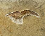 Joli crustacé fossile - Animal fossilisé - Bylgia spinosa -