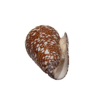 Trésor haut de gamme de Bali : le Conus nobilis ssp. victor,