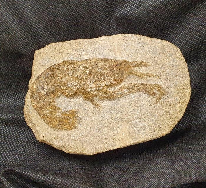 Kreeft - Gefossiliseerd dier - Hoploparia Catalunica (Zonder, Verzamelen, Mineralen en Fossielen