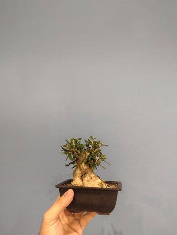 Bonsaï Olivier (Olea europaea) - Hauteur (arbre) : 10 cm -