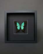Vlinder Taxidermie volledige montage - Papilio lorquinianus, Antiek en Kunst