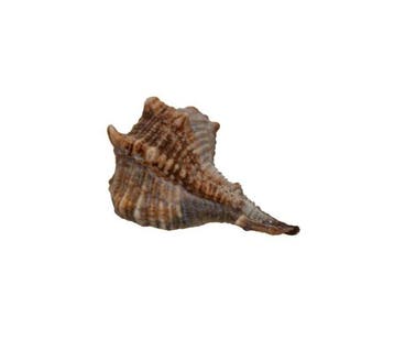 Herkuleskeule (45mm) | Bolinus brandaris | Zeldzame, Nieuw