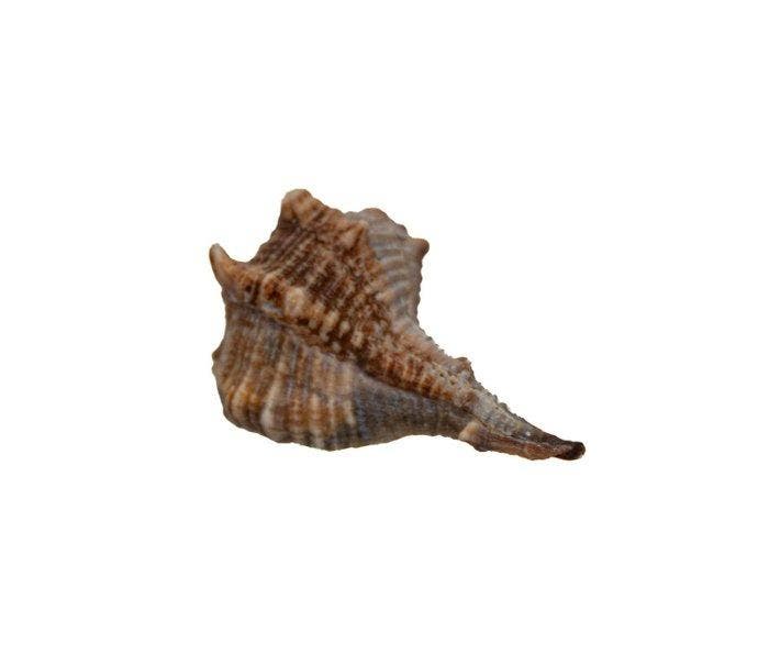 Herkuleskeule (45mm) | Bolinus brandaris | Zeldzame, Verzamelen, Dierenverzamelingen