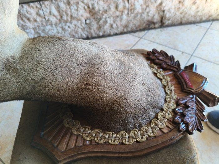 Ree Taxidermie wandmontage - Capriolo - 15 cm - 10 cm - 5 cm, Verzamelen, Dierenverzamelingen