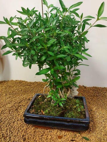 Sneeuwroos bonsai (Serissa foetida) - Hoogte (boom): 32 cm -