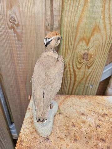 indische renvogel Taxidermie volledige montage - Cursorius, Verzamelen, Nieuw