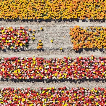 Bernhard Lang - AV_Tulip_Fields_016