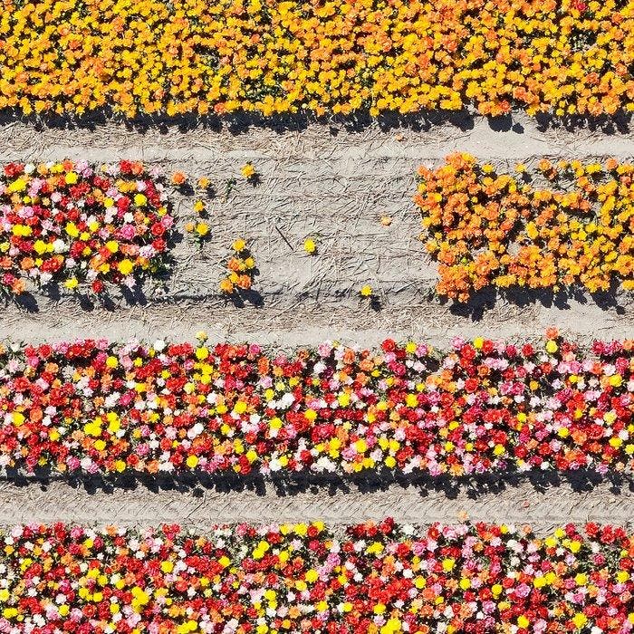 Bernhard Lang - AV_Tulip_Fields_016, Antiek en Kunst, Kunst | Designobjecten