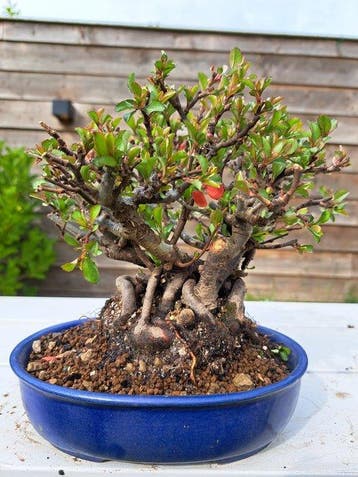 Chaneomeles speciosa bonsai in prachtige bonsaischaal -