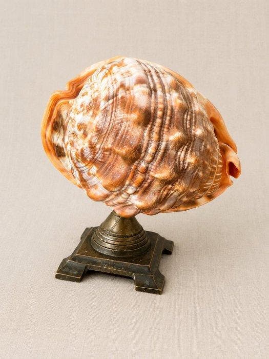 Gastropode Zeeschelp - Cassis Rufa (Zonder minimumprijs), Antiquités & Art, Curiosités & Brocante