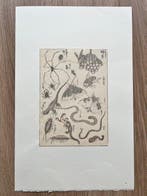 Spider & Insects -  Katsushika Hokusai manga sketches -