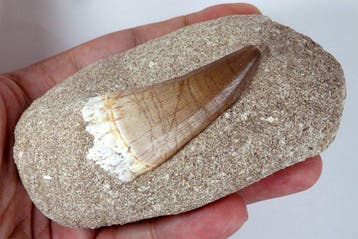 Mosasaurus-tand in matrix - Fossiele tand - Eremiasaurus