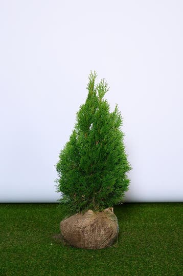 Conifeer - Thuja Occidentalis Smaragd - Haagplanten, Tuin en Terras, Planten | Struiken en Hagen, Ophalen of Verzenden