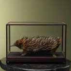 Mierenegel Taxidermie Opgezette Dieren By Max, Ophalen of Verzenden, Nieuw, Wild dier, Opgezet dier