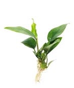 Anubias Nangi in Vitro, Dieren en Toebehoren, Vissen | Aquaria en Toebehoren, Verzenden, Nieuw