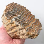 Wolharige mammoet - Fossiele tand - Mammuthus primigenius -