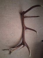 Hert Gewei - Cervidae - 27 cm - 78 cm - 63 cm - (1)