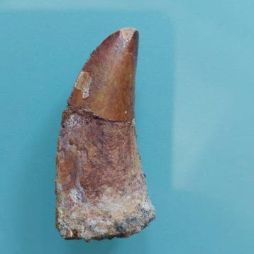 Dinosaurus - Fossiele tand - Carcharodontosaurus sp. - 45 mm