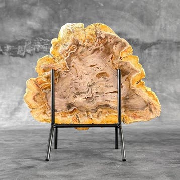 Magnifique tranche de bois pétrifié sur un socle