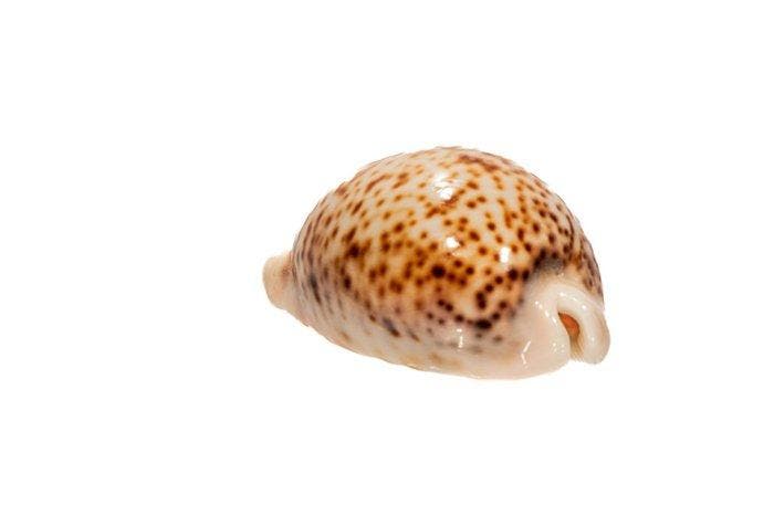 Verzamelingsschelp - Kauri-schelp $$$ GEM $$$ Topconditie, Collections, Collections Animaux