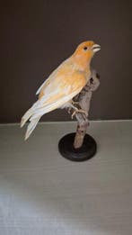 Canari Taxidermie wandmontage - Serinus domesticus -