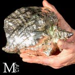 Coquille marine plaquée argent exclusive - Strombus Gigas -, Antiquités & Art