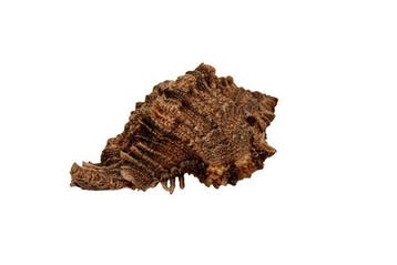 Phyllonotus pomum (100 mm) - WERELDRECORDGROOTTE Categorie -, Collections