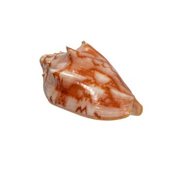 Cymbiola vespertilio (70 mm, Top-Zustand GEM) – Uitstekend, Verzamelen, Nieuw