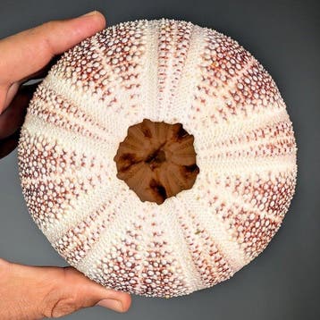 Extra groot zee-egel-exemplaar (Ø~13 cm) Zeeschelp -, Verzamelen, Nieuw