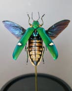 Kevel Taxidermie volledige montage - Megaloxantha bicolor -