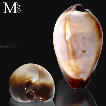 Erronea Onyx - Vietnam - 46 mm - Verzamelbare cowrie-schelp