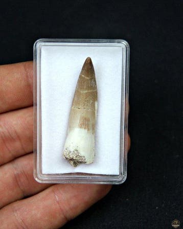 Reptile marin - Dent fossile - Plesiosaurus sp. (Sans prix