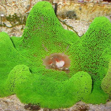 Stichodactyla Gigantea (Green Carpet Anemone) S (Circa 10 cm